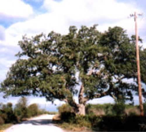 Live Oak County Charter Oak-recent